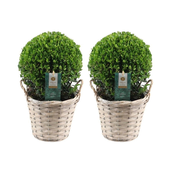 Japanse hulst bol in rieten mand, Ilex crenata 'Jenny', twee bolvormen Ø20 cm