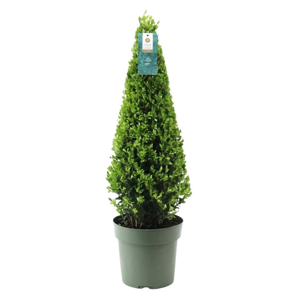 Japanse hulst piramide, Ilex crenata 'Jenny', in pot Ø21 cm