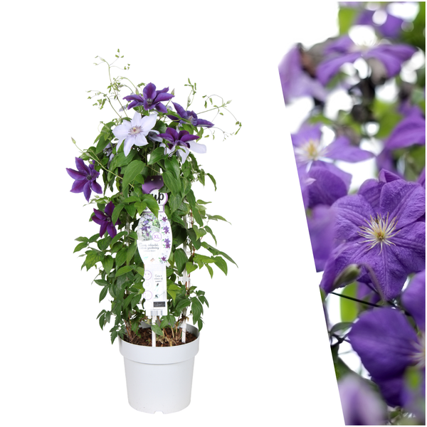 Clematis Double-Up mix - Clematis (Masa + Bernadine) - Ø23 cm
