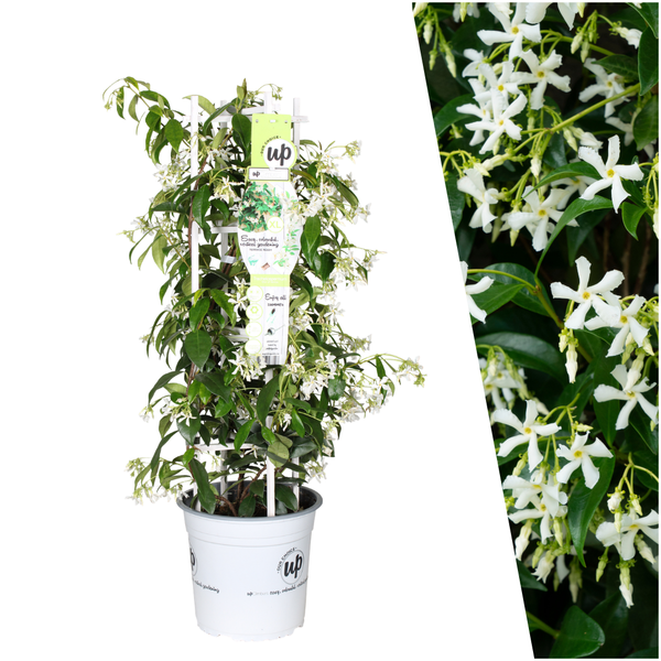 Sterjasmijn - Trachelospermum jasminoides 'Star of Venice' - Ø23 cm