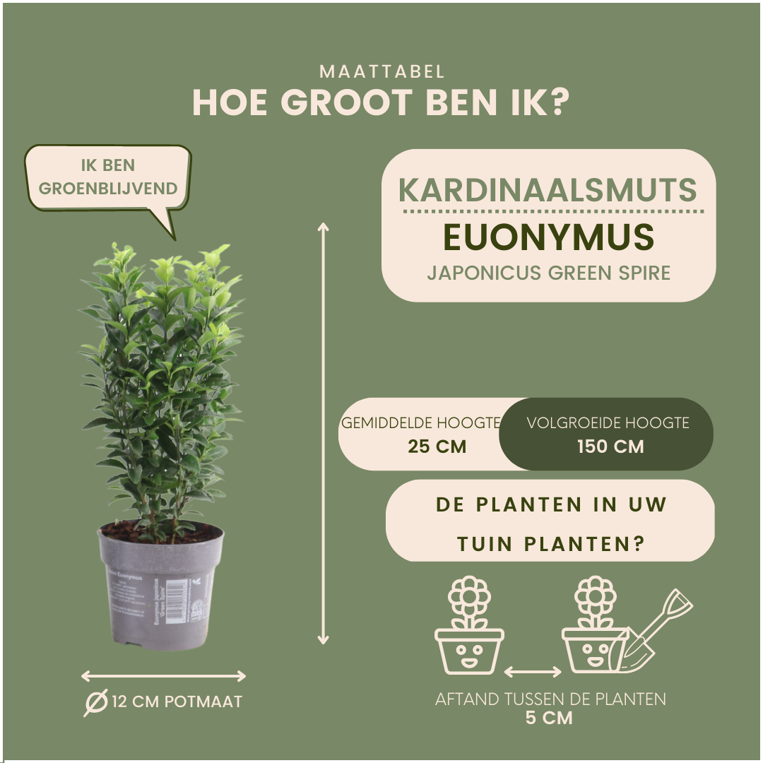 Japanse kardinaalsmuts - Euonymus japonicus 'Green Spire' - set van 6, Ø12 cm