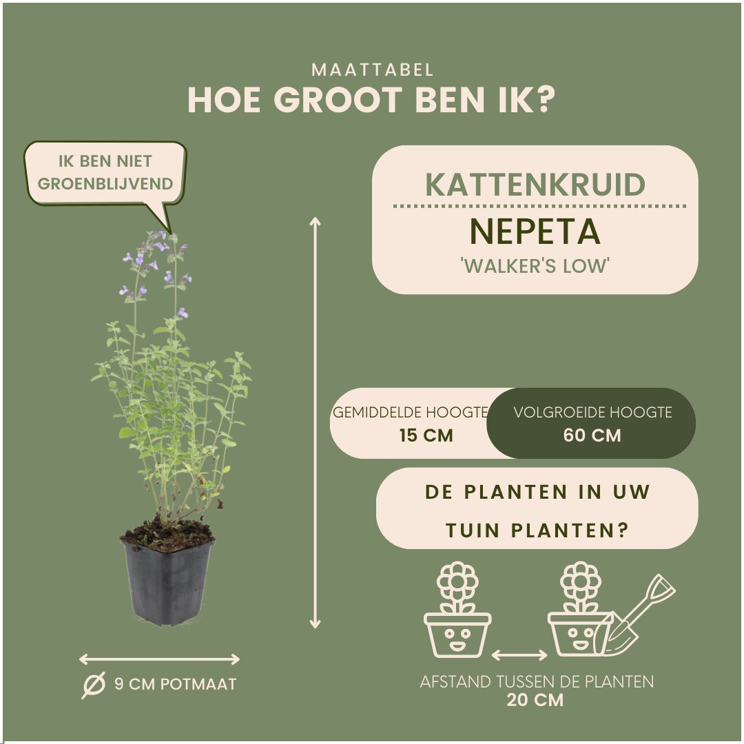 Kattenkruid - Nepeta 'Walker's Low'