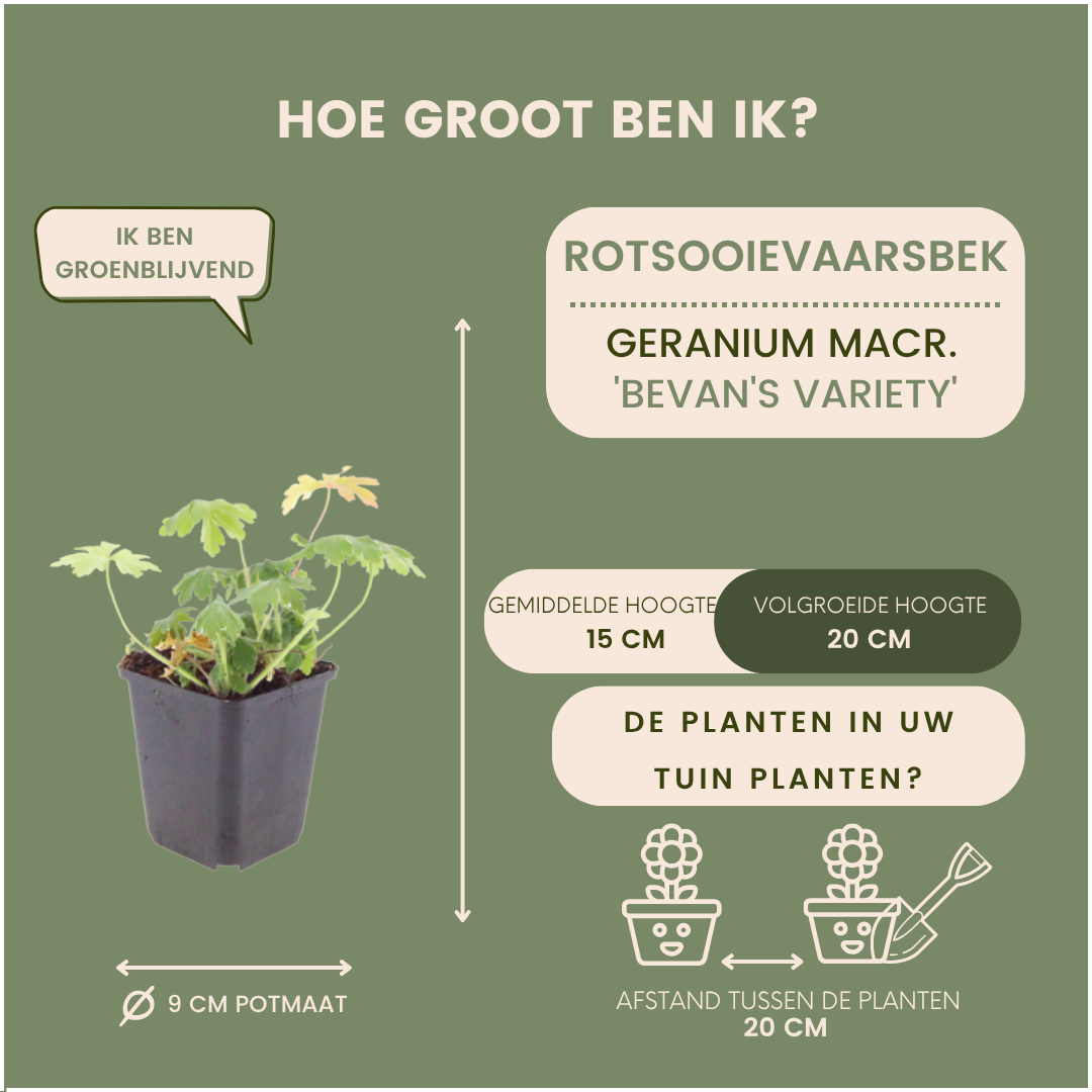 Rotsooievaarsbek 'Bevan's Variety' - Geranium macrorrhizum 'Bevan's Variety'