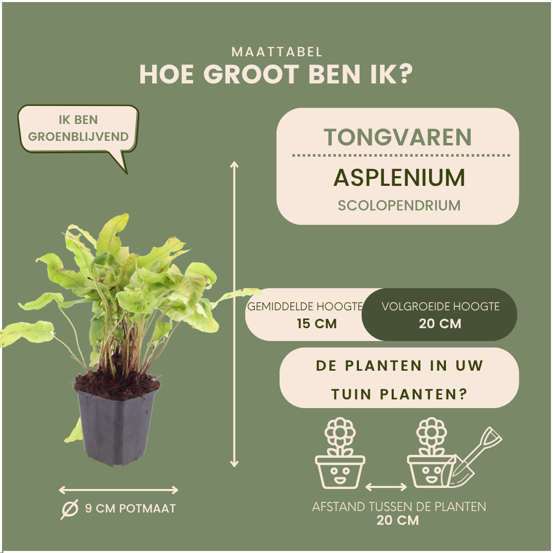 Tongvaren - Asplenium scolopendrium
