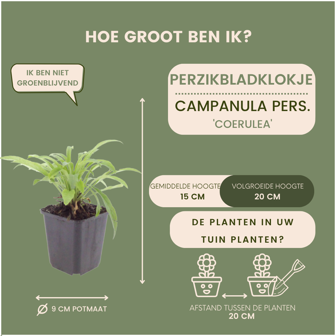 Prachtklokje - Campanula persicifolia 'Coerulea'