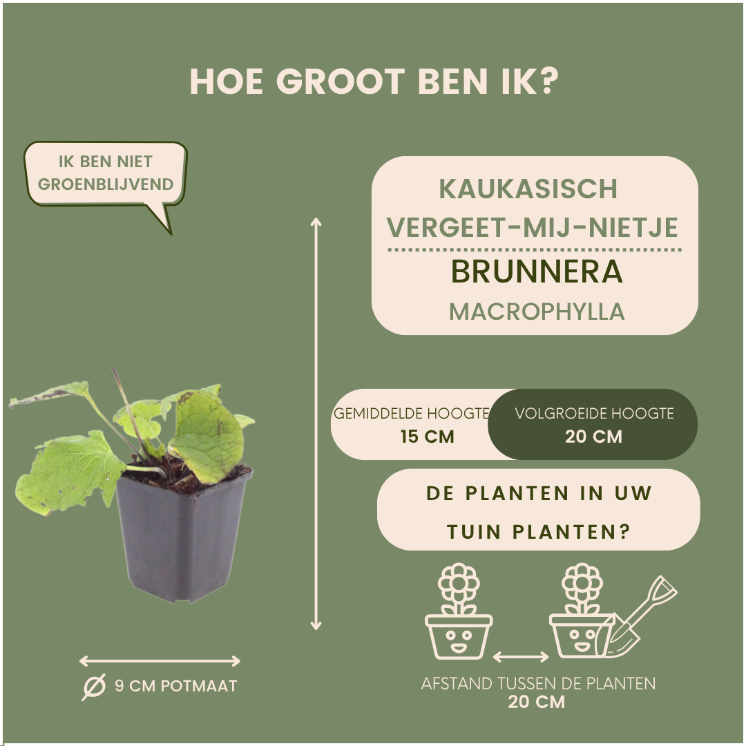 Kaukasisch vergeet-mij-nietje - Brunnera macrophylla