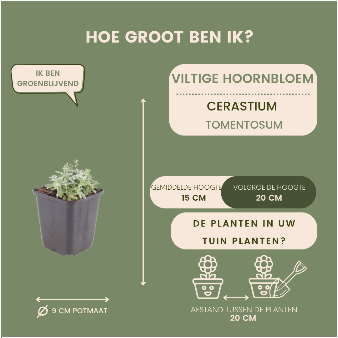 Viltige hoornbloem - Cerastium tomentosum