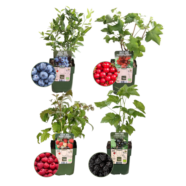 Biologische fruitplantenmix 'Fruit Paradise' - set van 4, Ø13 cm