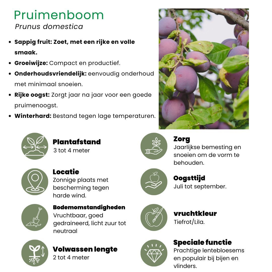 Biologische pruimenboom - Prunus domestica - Ø20 cm