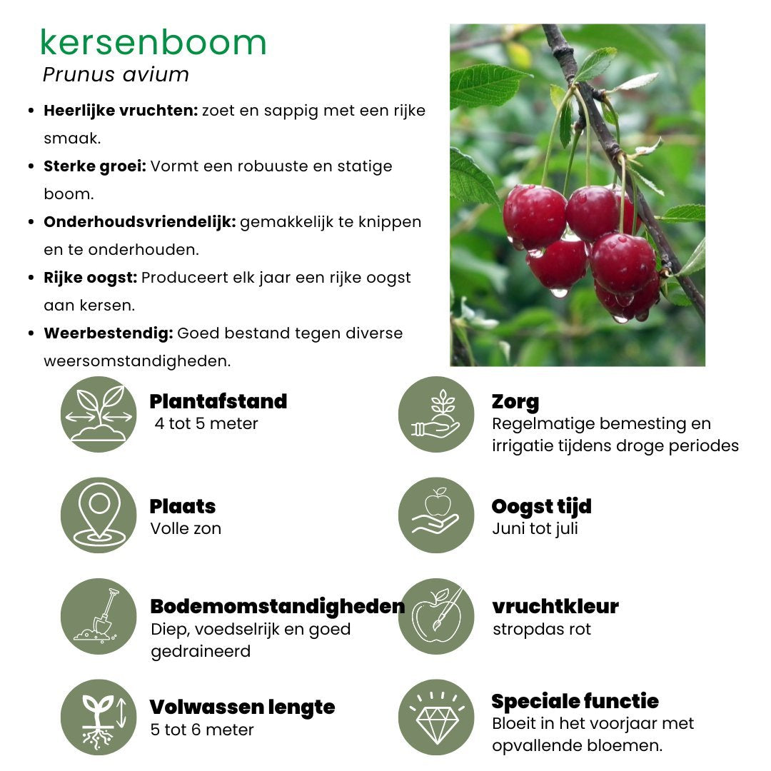 Biologische kersenboom - Prunus avium - Ø20 cm