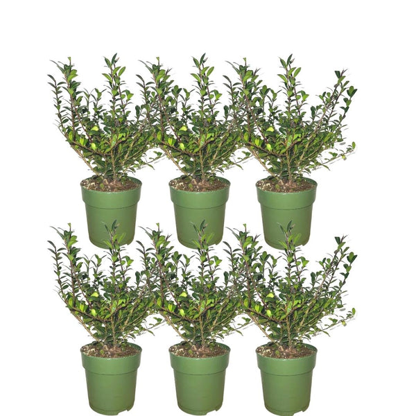Japanse hulst, Ilex crenata 'Jenny', zes planten in pot Ø12 cm
