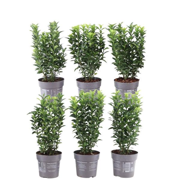 Japanse kardinaalsmuts - Euonymus japonicus 'Green Spire' - set van 6, Ø12 cm