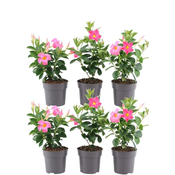 Roze dipladenia - Mandevilla - set van 6, Ø12 cm