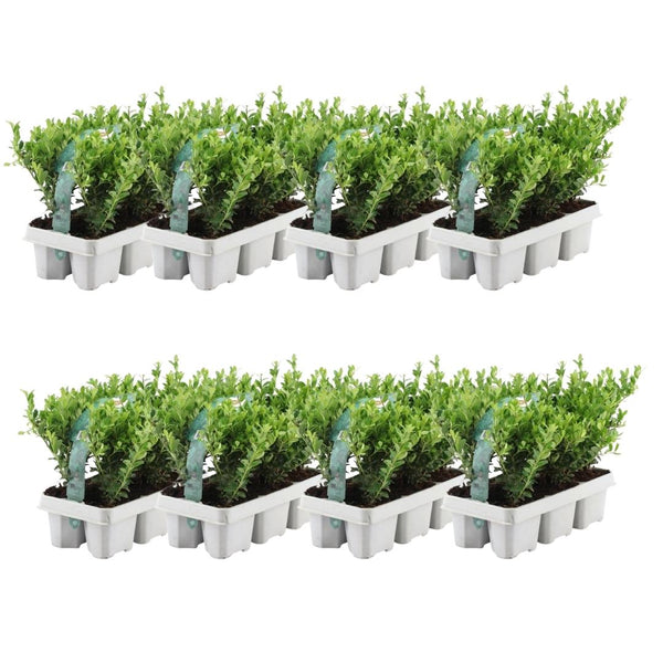 Japanse hulst, Ilex crenata 'Jenny', acht planten in pot Ø15 cm