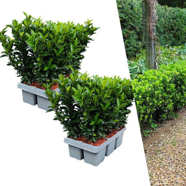 Japanse kardinaalsmuts - Euonymus japonicus 'Green Spire' - set van 2, Ø7 cm