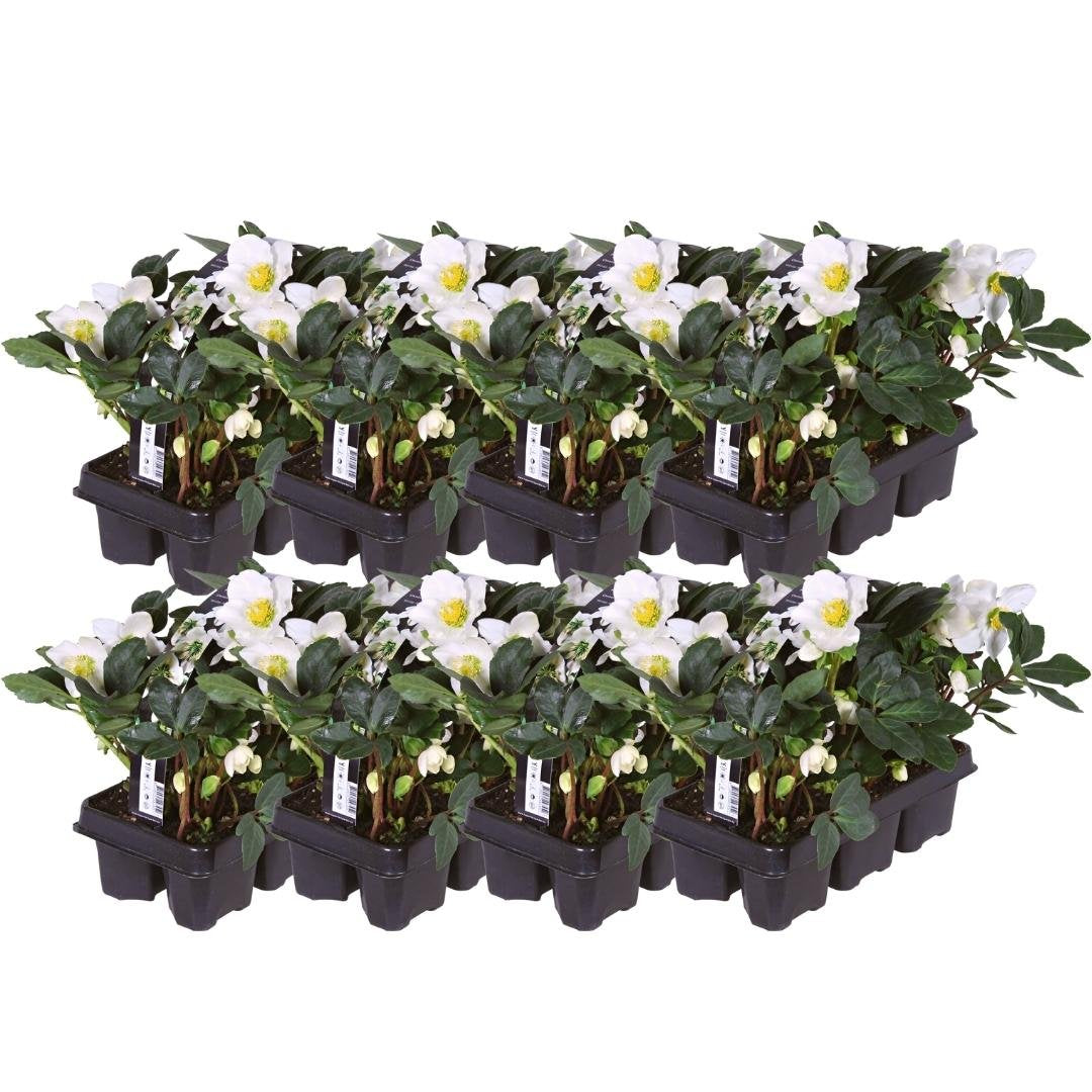 Kerstroos - Helleborus niger 'Christmas Carol'