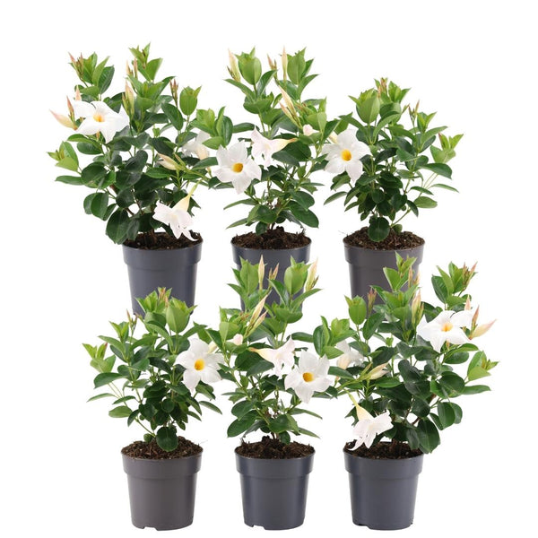 Witte dipladenia - Mandevilla - set van 6, Ø12 cm