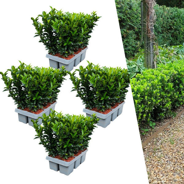 Japanse kardinaalsmuts - Euonymus japonicus 'Green Spire' - set van 4, Ø7 cm