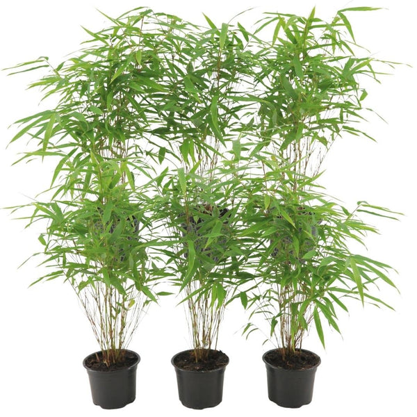 Fargesia bamboe - Fargesia rufa - set van 6, Ø12 cm