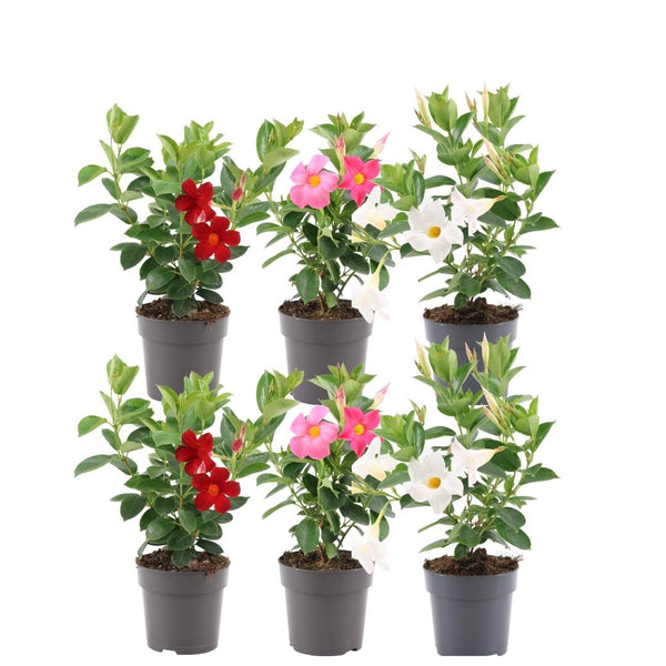 Dipladenia mix - Mandevilla - set van 6, Ø12 cm