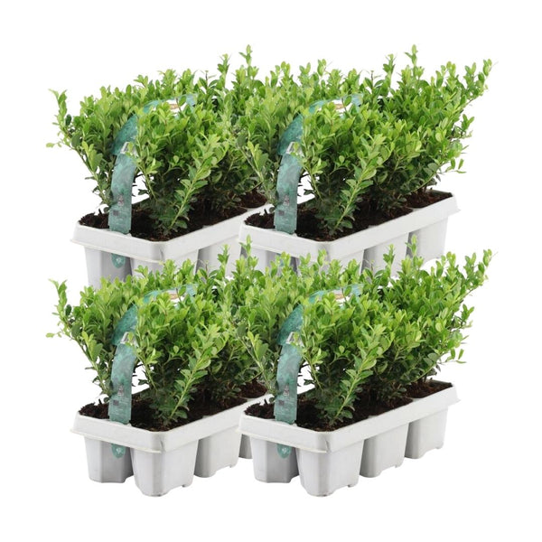 Japanse hulst, Ilex crenata 'Jenny', vier planten in pot Ø15 cm