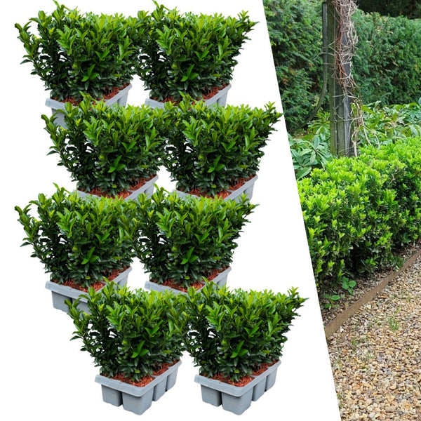 Japanse kardinaalsmuts - Euonymus japonicus 'Green Spire' - set van 8, Ø7 cm
