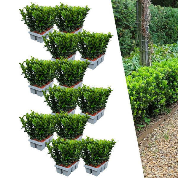 Japanse kardinaalsmuts - Euonymus japonicus 'Green Spire' - set van 12, Ø7 cm