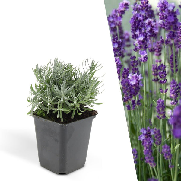 Echte lavendel, Lavandula angustifolia 'Hidcote', jonge planten in pot Ø9 cm
