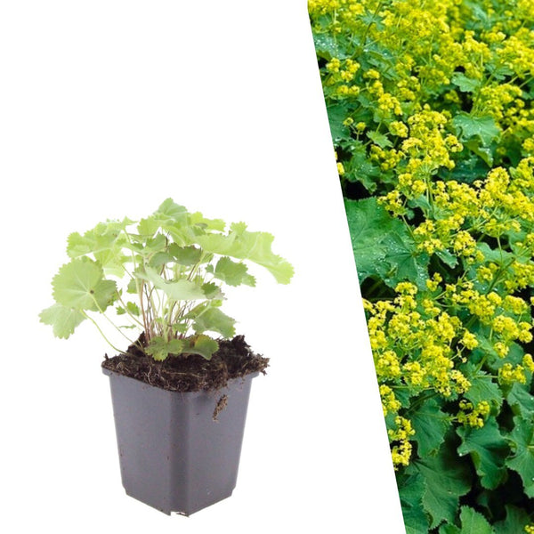 Vrouwenmantel - Alchemilla mollis