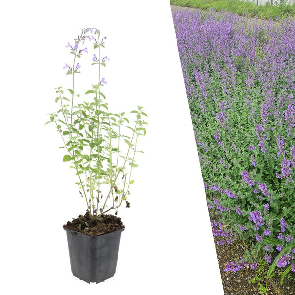 Kattenkruid - Nepeta 'Walker's Low'