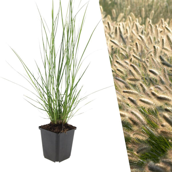 Lampenpoetsersgras - Pennisetum alopecuroides 'Hameln'