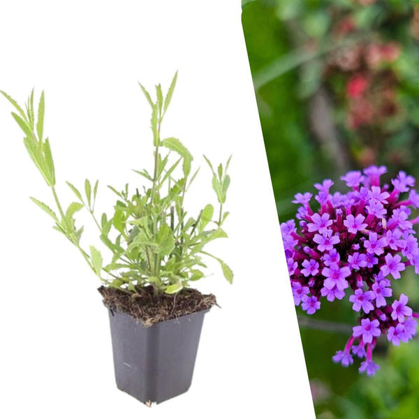 IJzerhard - Verbena bonariensis