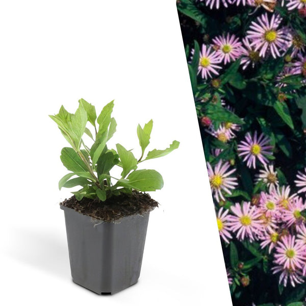 Herfstaster - Aster ageratoides 'Asran'