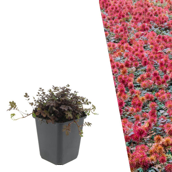 Stekelnootje, Acaena microphylla 'Kupferteppich', planten in pot Ø9 cm