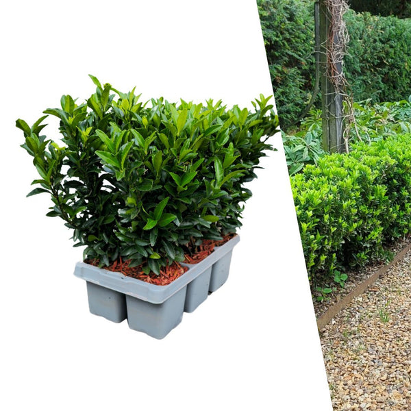 Japanse kardinaalsmuts - Euonymus japonicus 'Green Spire' - Ø7 cm