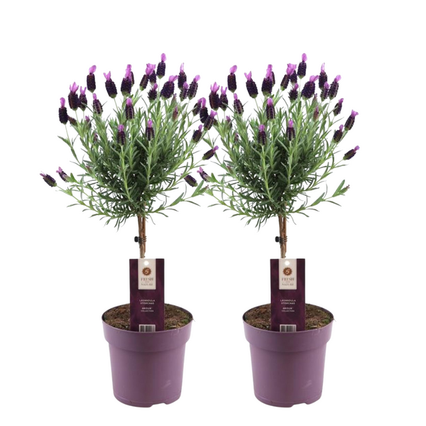 Kuiflavendel op stam, Lavandula stoechas 'Anouk', twee stamplanten in pot