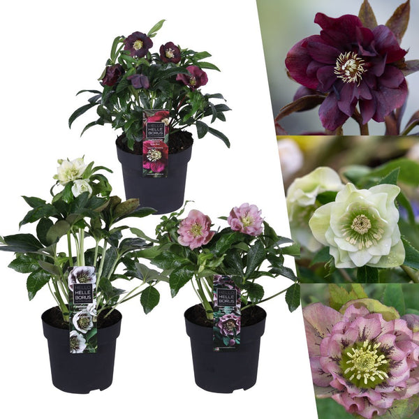 Lenteroos mix - Helleborus orientalis - set van 3, Ø14 cm