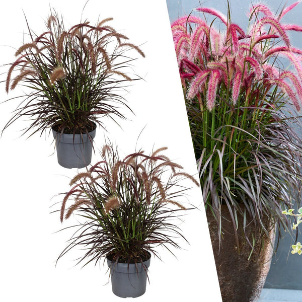 Dwerglampenpoetsersgras - Pennisetum 'Tiny Tails' - set van 2, Ø19 cm