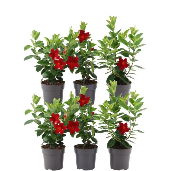 Rode dipladenia - Mandevilla - set van 6, Ø12 cm