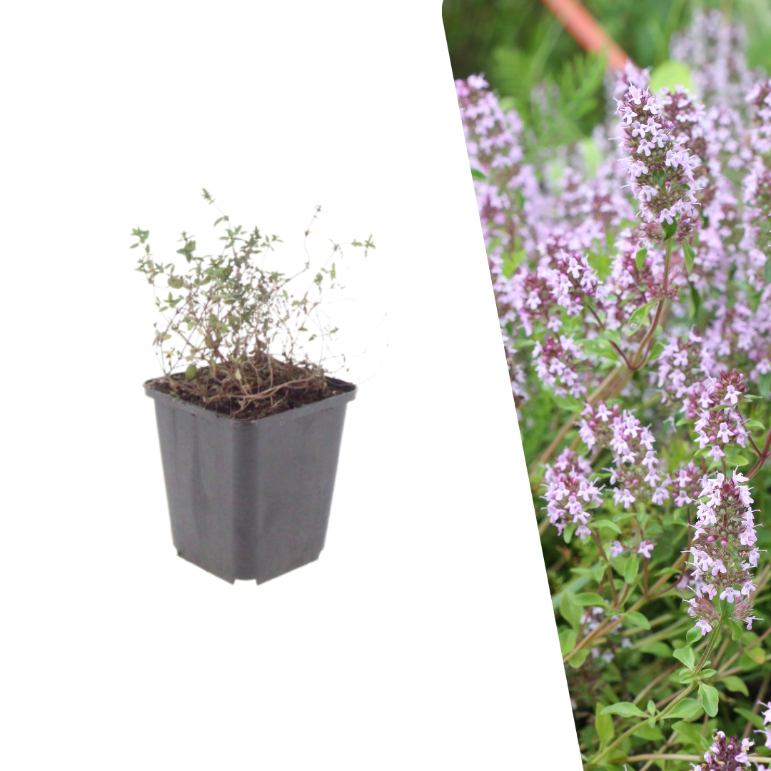 Echte tijm - Thymus vulgaris