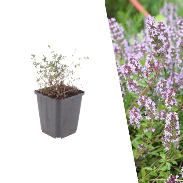 Echte tijm - Thymus vulgaris