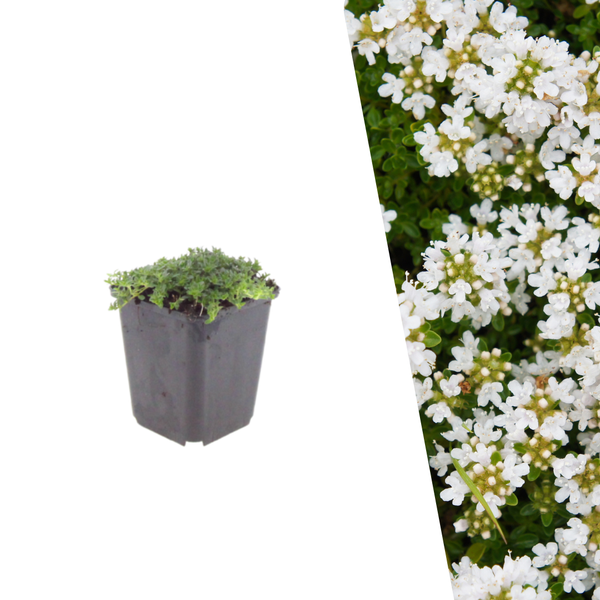 Kruiptijm 'Albiflorus' - Thymus praecox 'Albiflorus'