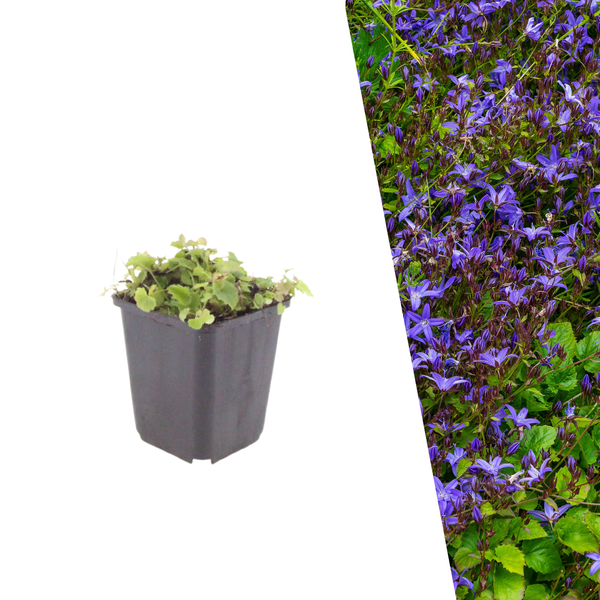 Kruipklokje - Campanula poscharskyana