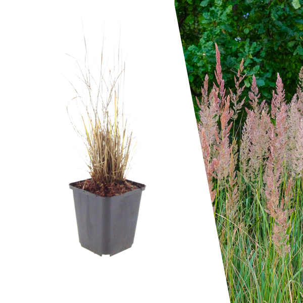 Diamantgras - Calamagrostis brachytricha