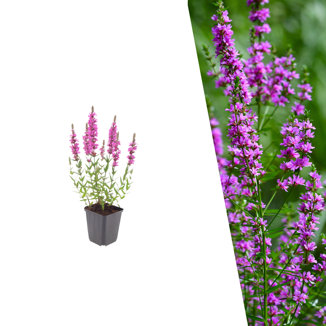 Grote kattenstaart - Lythrum salicaria