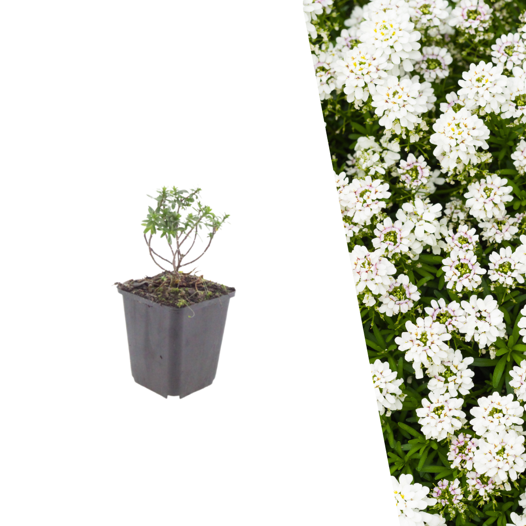 Scheefbloem 'Schneeflocke' - Iberis sempervirens 'Schneeflocke'