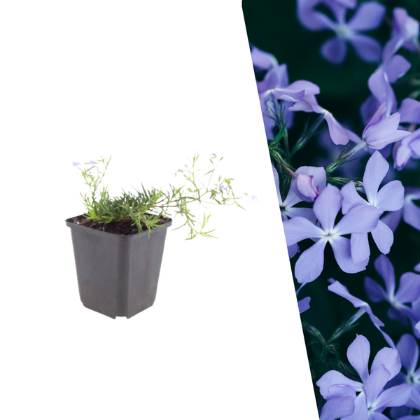 Kruipphlox 'Emerald Cushion Blue' - Phlox subulata 'Emerald Cushion Blue'