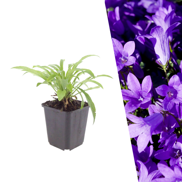 Prachtklokje - Campanula persicifolia 'Coerulea'