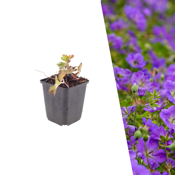 Ooievaarsbek 'Azure Rush' - Geranium 'Azure Rush'
