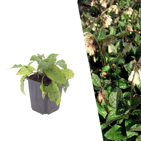 Grootbloemige smeerwortel - Symphytum grandiflorum